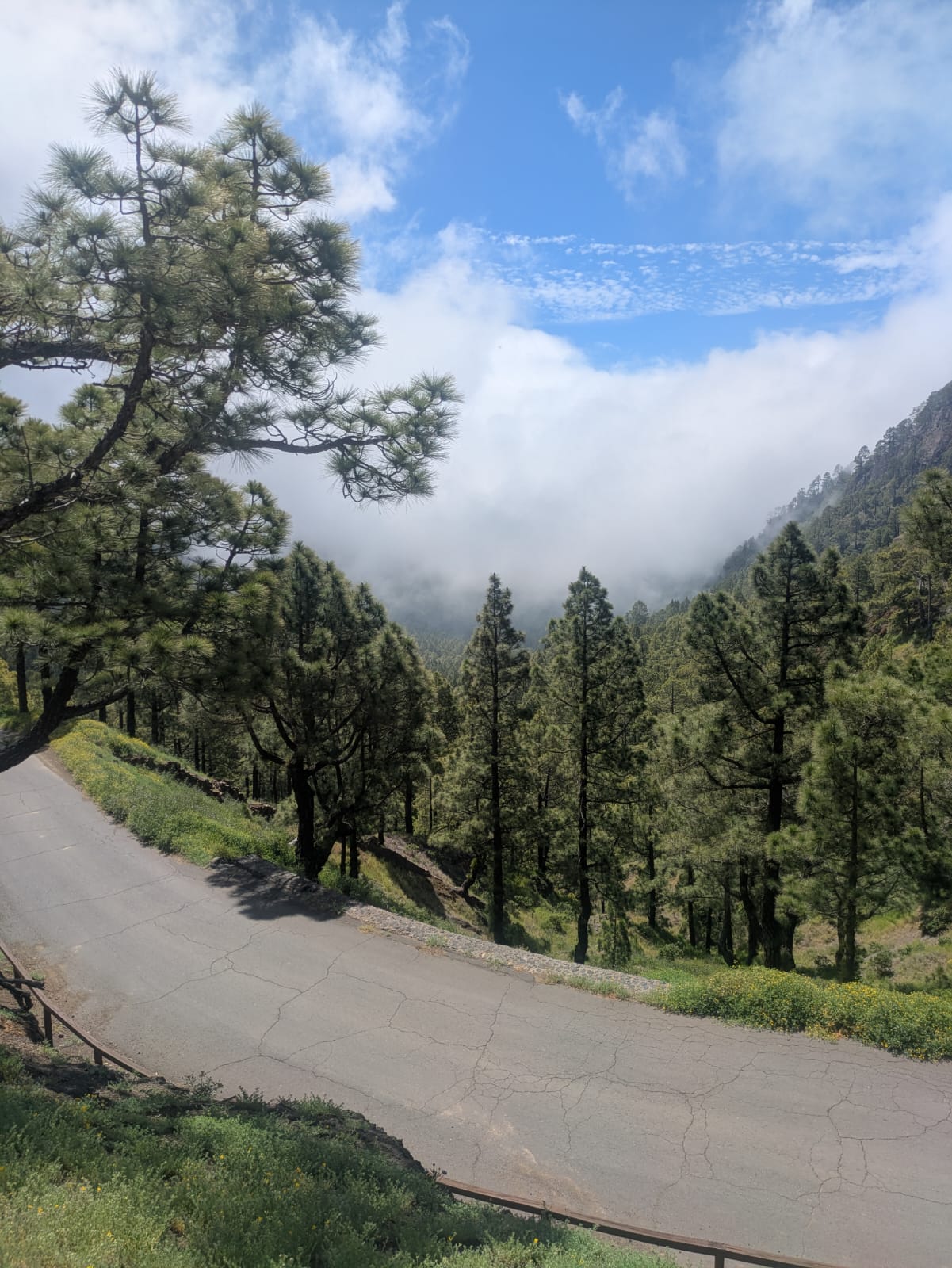 ISLAS CANARIAS TENERIFE 2026 - Imagen 23